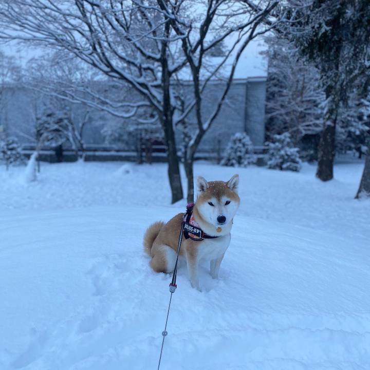 074dace9 763e 44e2 8550 dbade44040e0 1610930004719