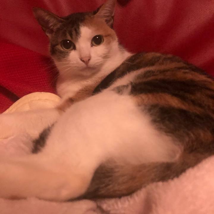 074f5e2d 9355 4cb0 9c4f 1447fe187a4a 1605802762364