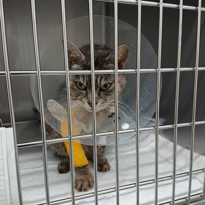 07536e21 2372 41c9 b508 81a31cbad5ed 1586163937944