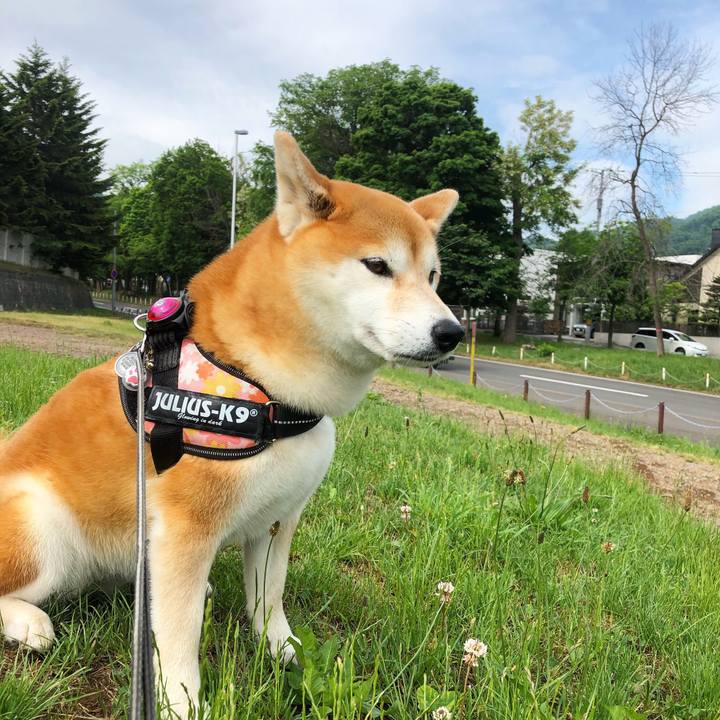 07543019 93d8 4268 aeec 847df0a64ad2 1559782827730