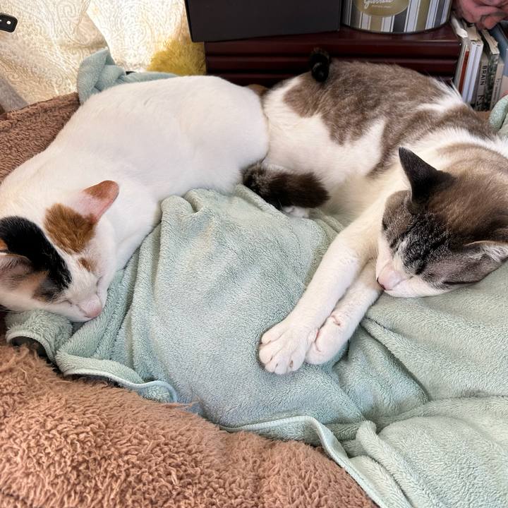 0758bbec 1d9c 4f61 80aa 409be3a2e9c3 1745107623538