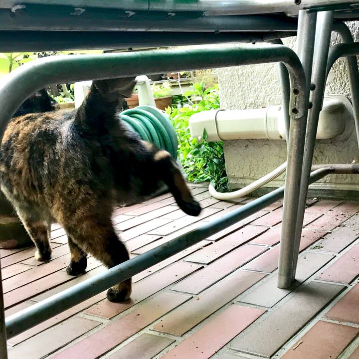 0759649c 72e8 4f10 b357 4781424a1b59 1524022193717