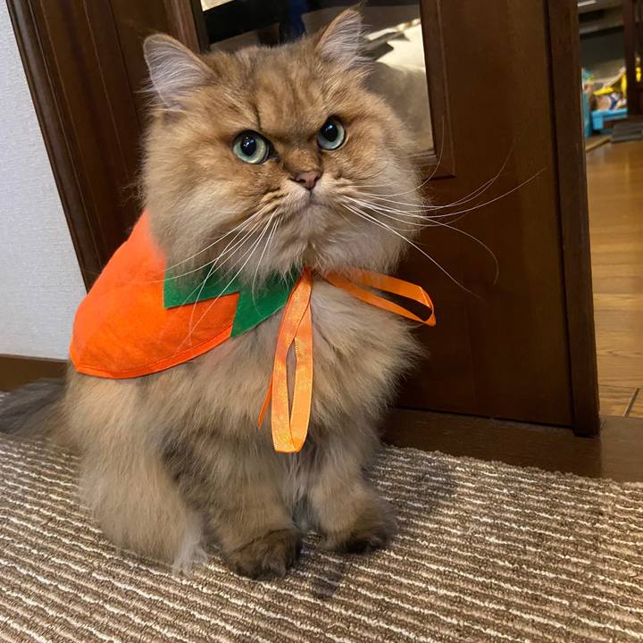 075aa8ff 2d90 47d8 a3c4 aa2507227b50 1604100018513