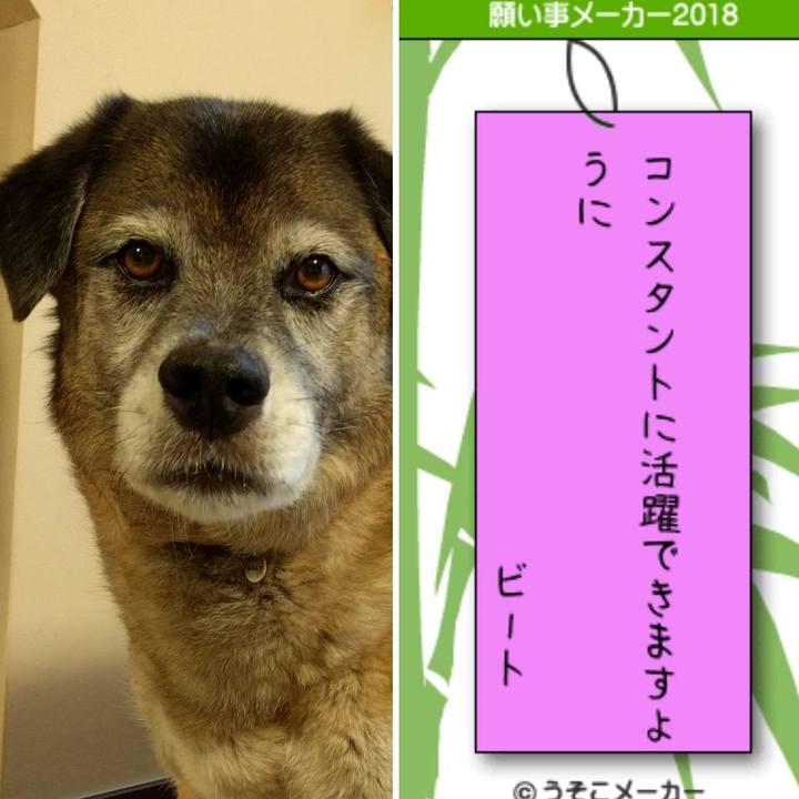 0760dcd4 2233 47a8 8c3e c90ff63d3ea2 1530973344884