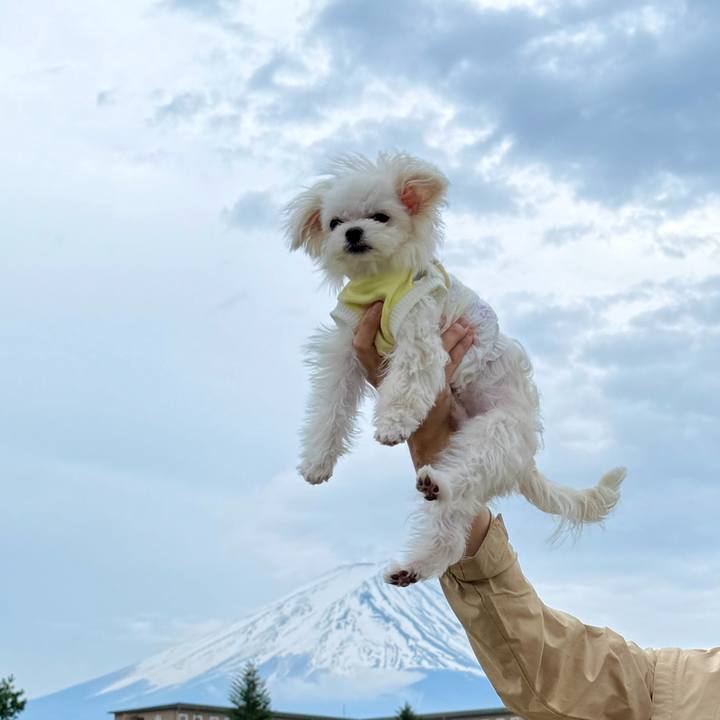 07676fa2 a4a4 4ab8 8e87 dd7120aa2f14 1745330745643