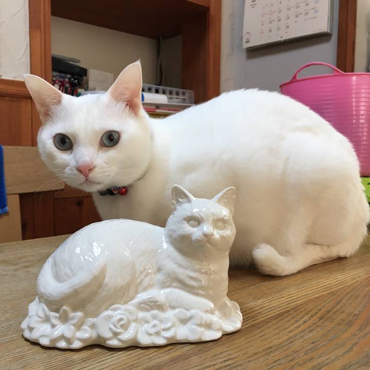 0768170d 25d2 4e1a a1ca 6b21af246f3a 1519456397646