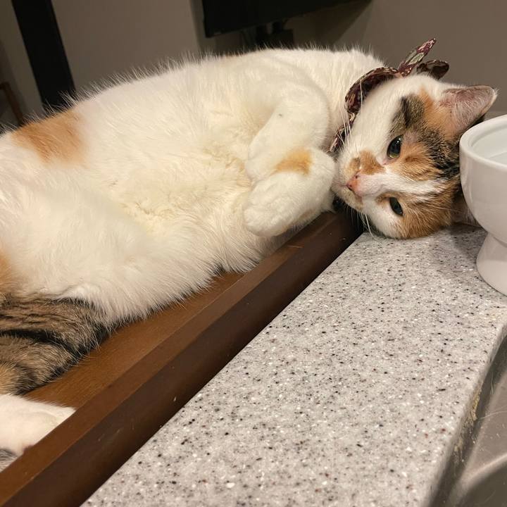 07684f43 214e 4206 b03f e03642166c08 1766328349931