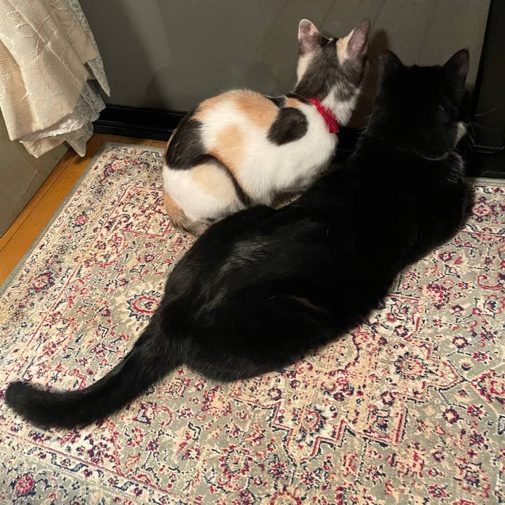 07685fd7 1e52 46b6 83f4 1e58a0e8c69f 1727344660618