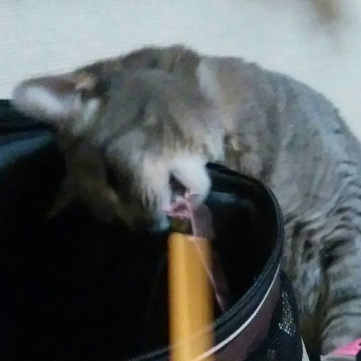 07697a8e cc5d 44b9 82c9 6f4b247ce038 1547831421900