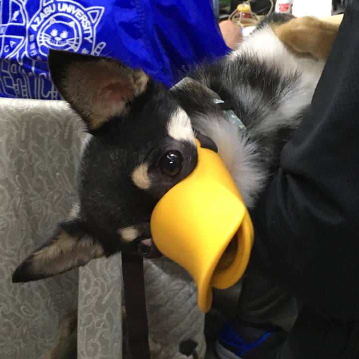 076b5321 d8b5 4731 8bee 29919c623211 1529315794054