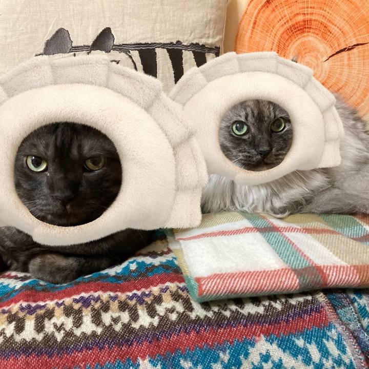 076c9fe8 953a 4c25 888f 941730e3a0fc 1745934145536