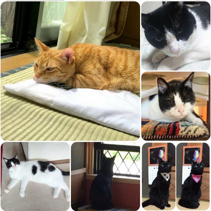 076d23a0 9161 4c31 994b cf4b6783c094 1562076425699