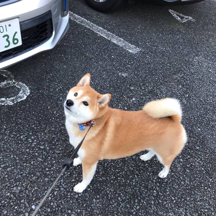 07739eba 7d38 47aa 8058 118c6bc41ad4 1542814178713