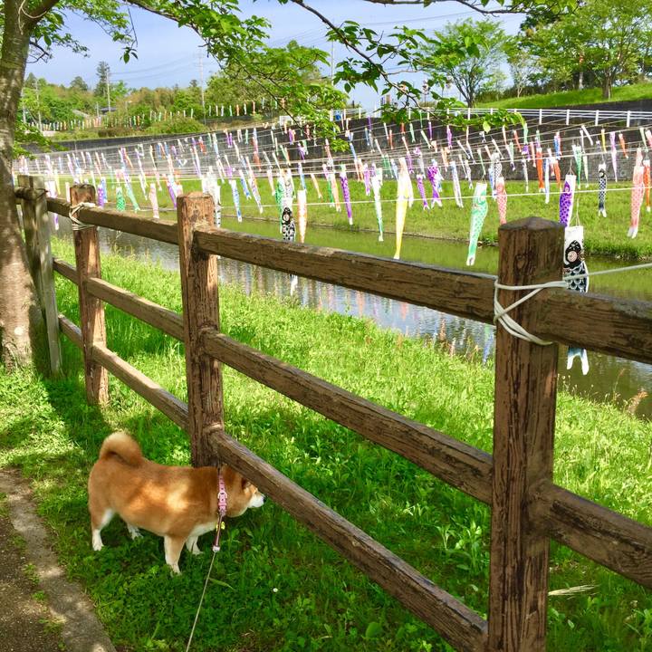 07754093 a005 4271 a9a1 0ca8c4363720 1557026847621