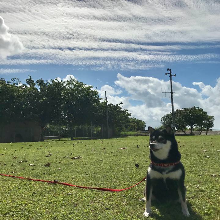 0777cdc3 439d 4781 ba00 9a271a18fae5 1510194417823