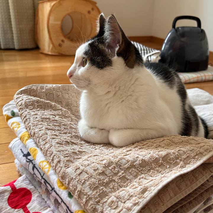 077c6d2c b282 41e5 b7fd 9cb9ae480647 1748481699153