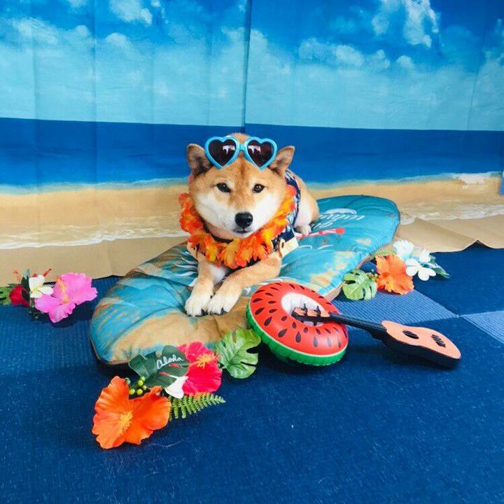 077e0c2b 60ac 4776 a210 9ff1ce4a5c99 1561474420912