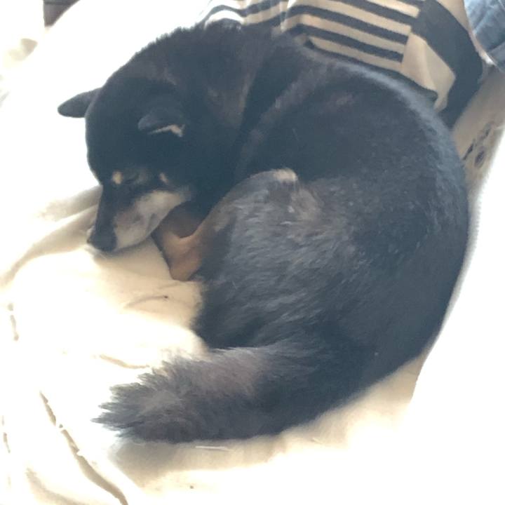 077e33c9 8c51 4f95 877b 67577cb27dde 1544766883403