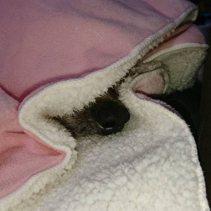 07804f33 0a62 47ca b15e 29c8b622b558 1508404371022