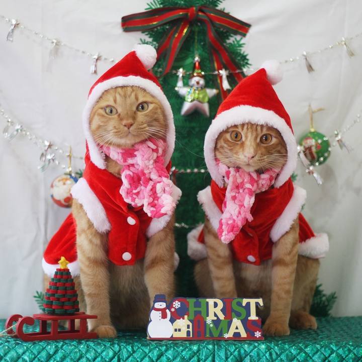 0784c4de edb2 4a1e be4d 13c4fd488635 1703408334822