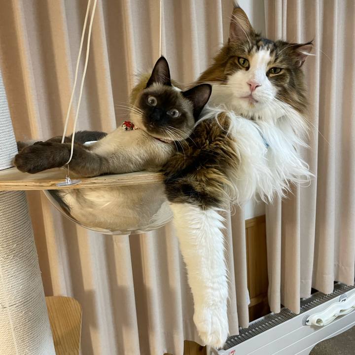 0785c66e 719a 4960 9d33 c87413f0ffe3 1710938361068