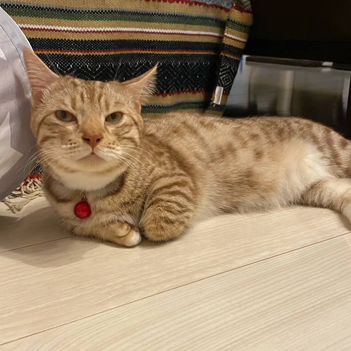 0785de5a 9a0c 410d b76f a2bdce8ac8a8 1624796194617