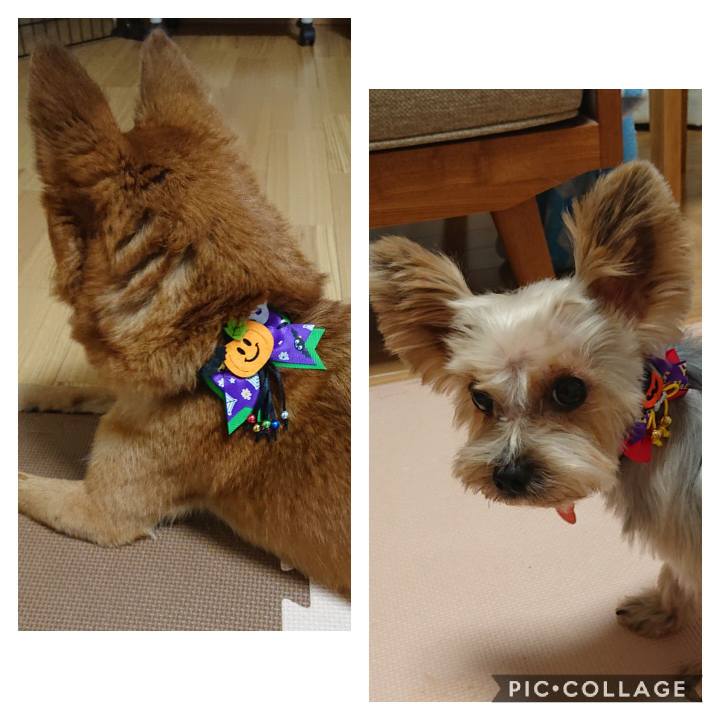 07884401 a7af 4d25 9322 7d592cad1038 1572172702264