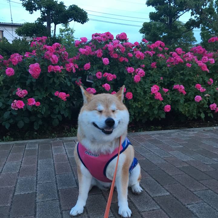 078e1458 0c92 4a4f 872e 03a7c31cfd40 1561545808278