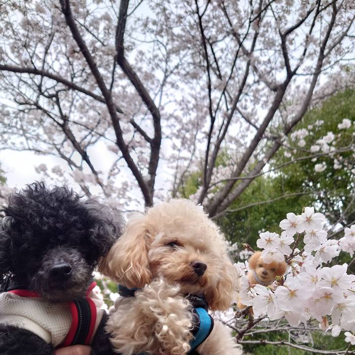 0791583f 15ca 4a94 be97 360a67209175 1774860568799