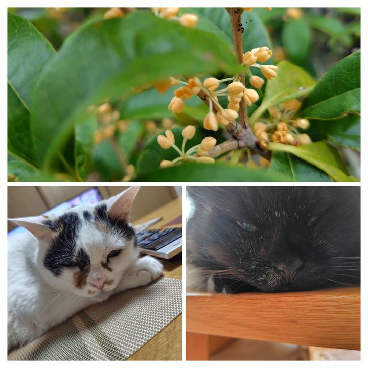 0794a652 c8f4 49da 95bf dfe3ba4b5562 1727756988021