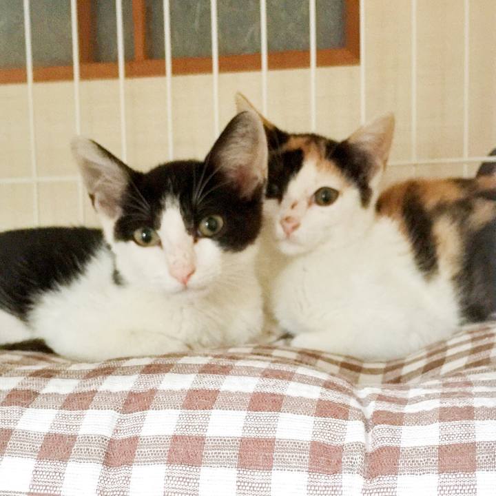 0795c901 e5bf 4e8e b040 f08f327b228d 1533434511590