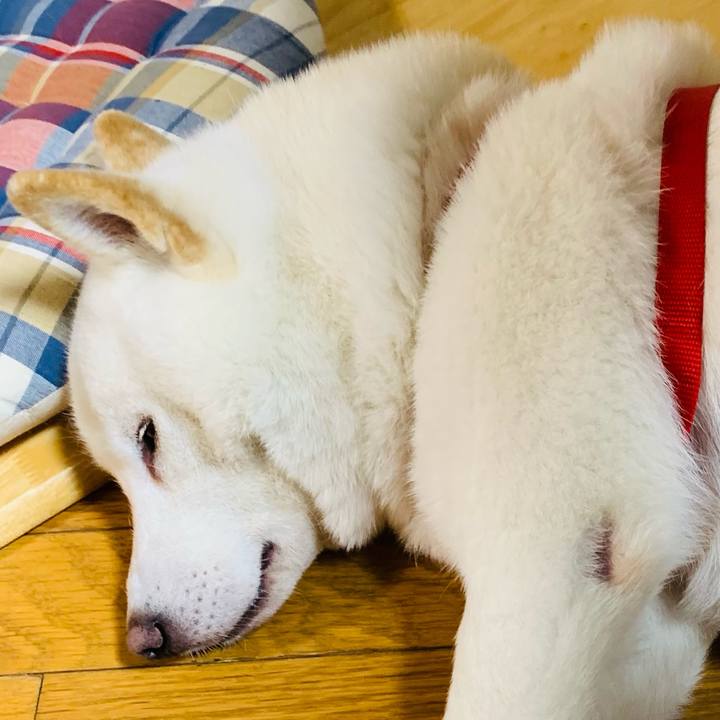 0796d87a 958e 4f8a ac12 fda452105be4 1604823178497