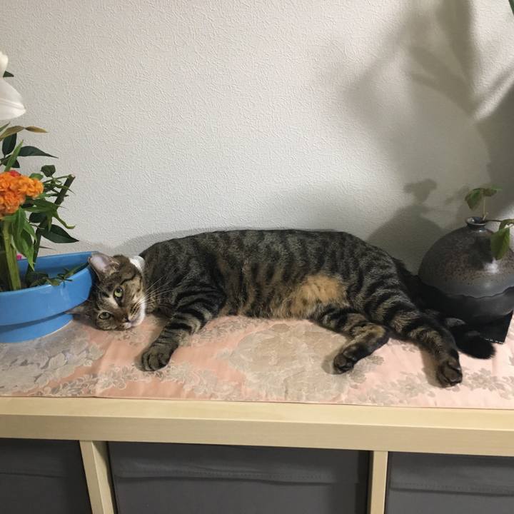 0799258f 1992 49c4 803d 3eadbcb770e2 1532747408745