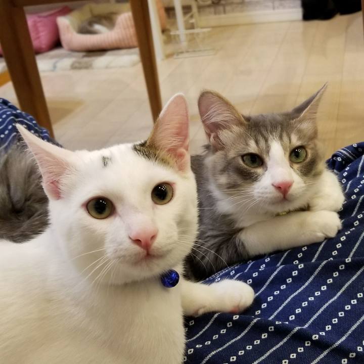 07993ee9 e9a5 4ea1 b0ad fdb493022243 1511186093179