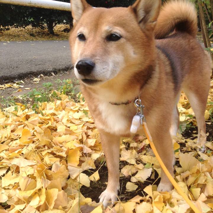 079bb884 3322 4ea1 a11c 01cf82c361c4 1510289001127