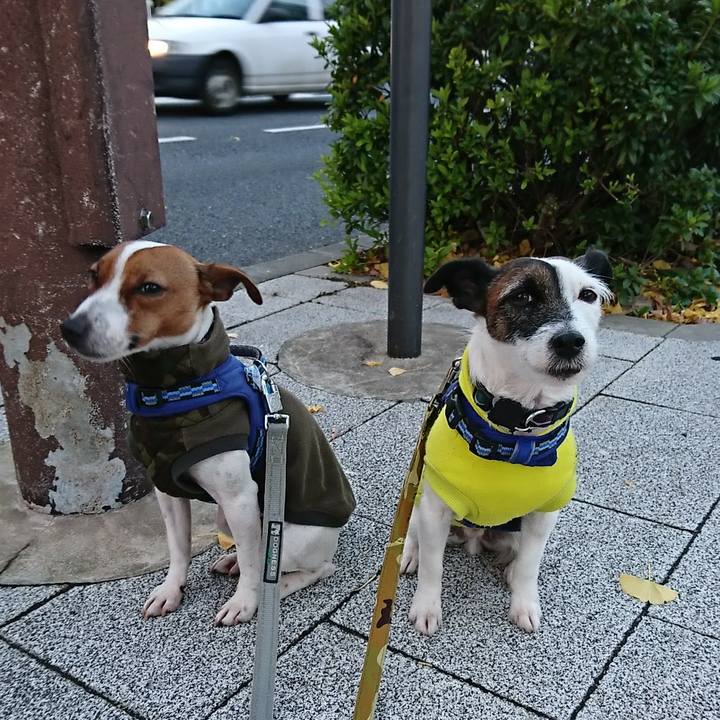 079c0520 c059 4a27 8323 d68bc6bb966a 1544652937543