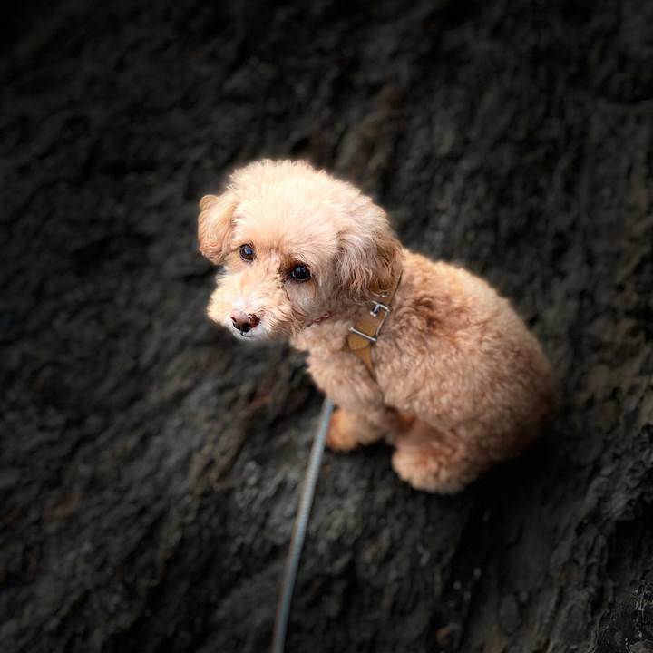 079dc404 f070 47ba a9c9 68c259a6e5a3 1594546726699