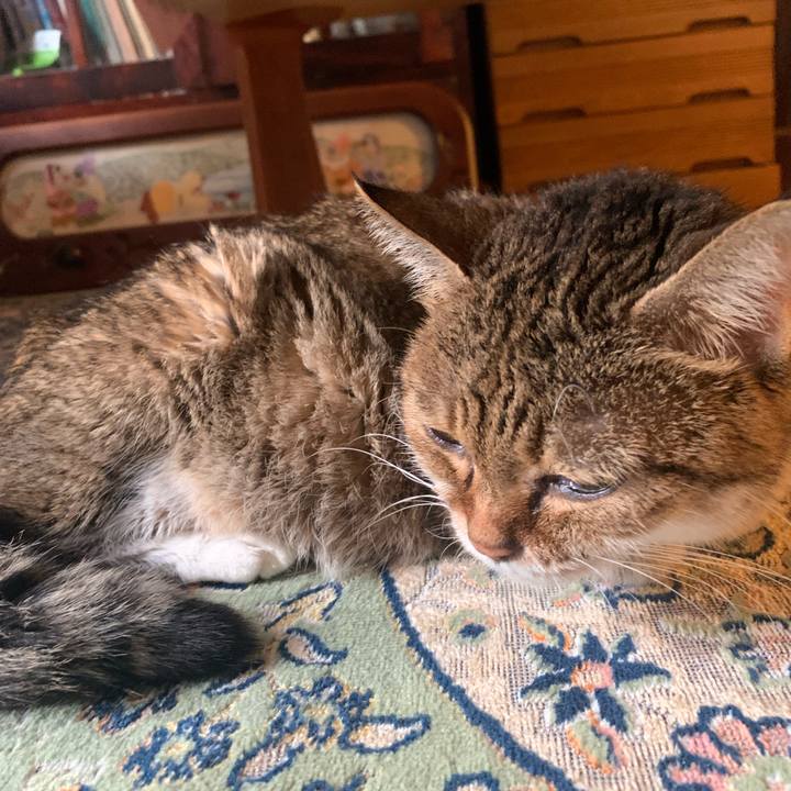 07a03cb3 4580 447d 89a0 af9b8b7d376b 1731282395711