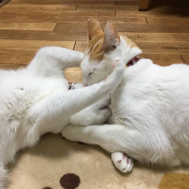 07a5db0f 943a 420c ae74 a40d1c2ad209 1512727292502