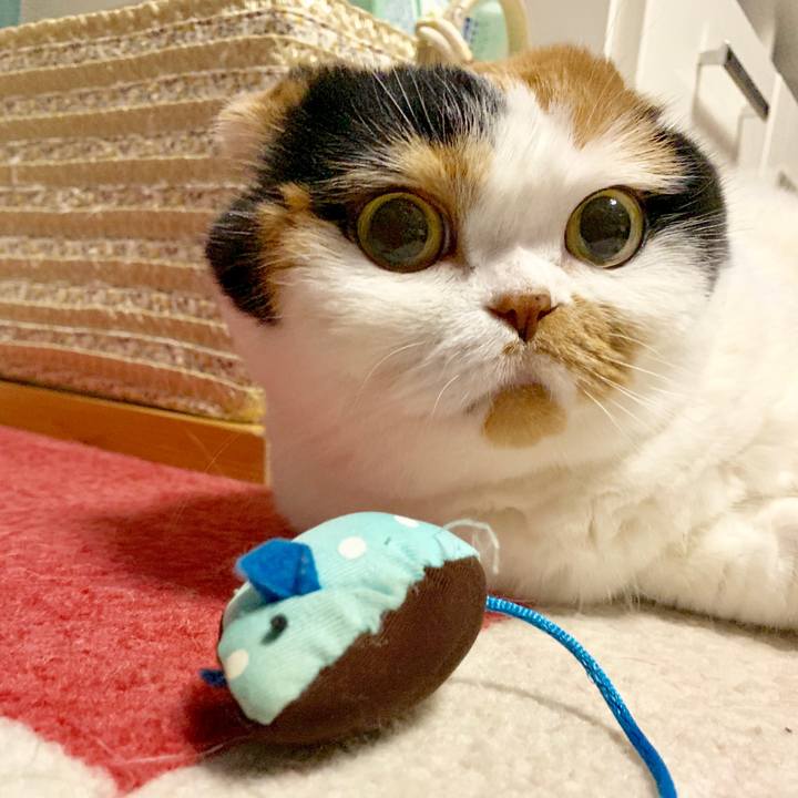 07a6c855 5a82 41ce a203 b4b01e7aa211 1564313215728