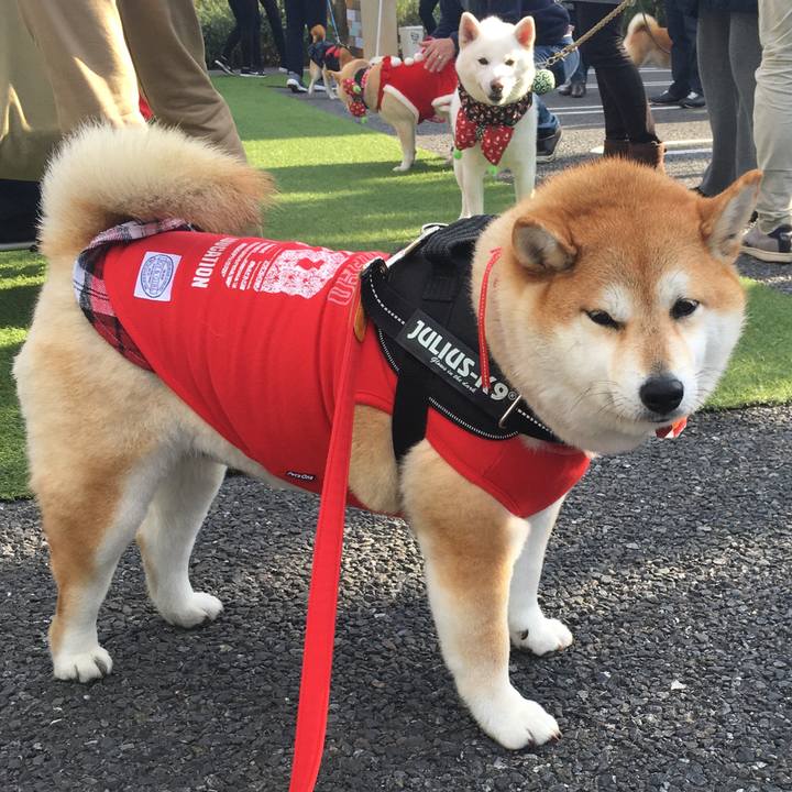 07af66c4 aaed 4eca b0fb 9565cb34ae16 1575198915698