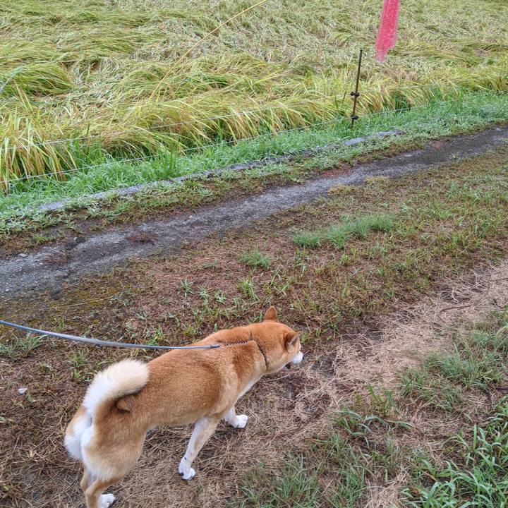 07af9df5 36de 4efa b9a5 6c8d609e6a3d 1598183245216