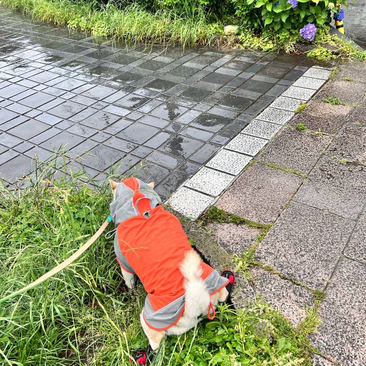 07b7e3e6 c354 4dcb bcbc b78a5f539f18 1748934227000