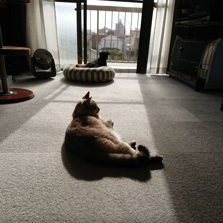 07b7e577 8308 4187 8ce7 33f5ccfc2d77 1590218294989