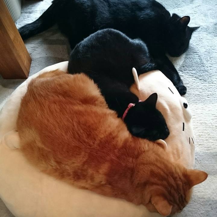 07bac844 52bb 4dbb 8dd2 98bd23fa947c 1521698435585