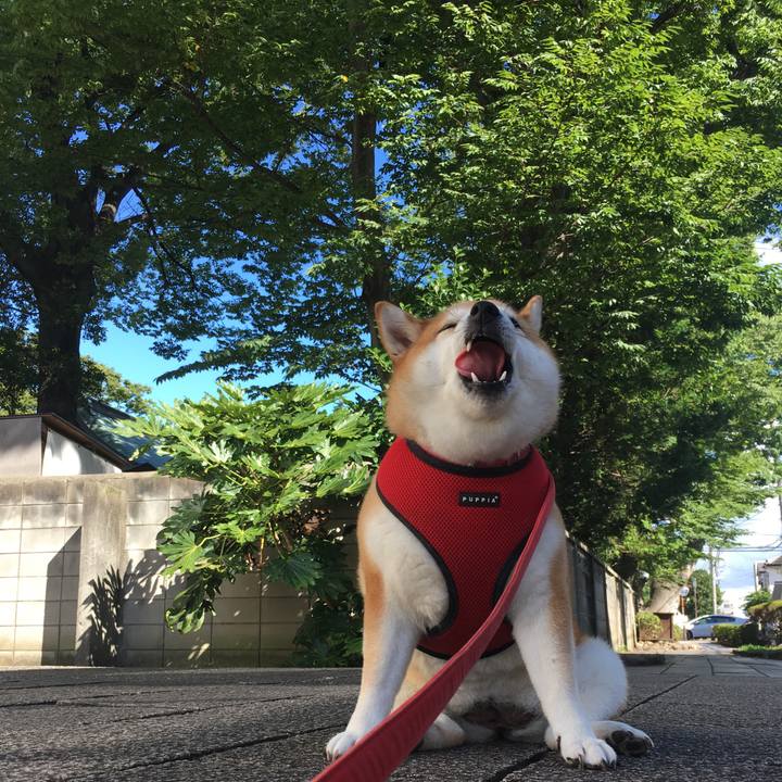 07bc060a 17f1 4407 b5f0 a5cb8acced9d 1598487311661