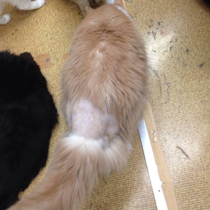 07bffd06 b81b 4628 8444 53ff5f56dd60 1528074727155