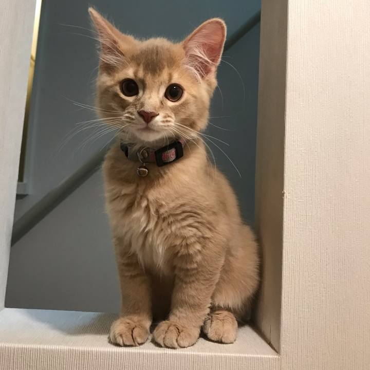 07c3759b d821 447a 9717 ddd66653e4de 1542157060190