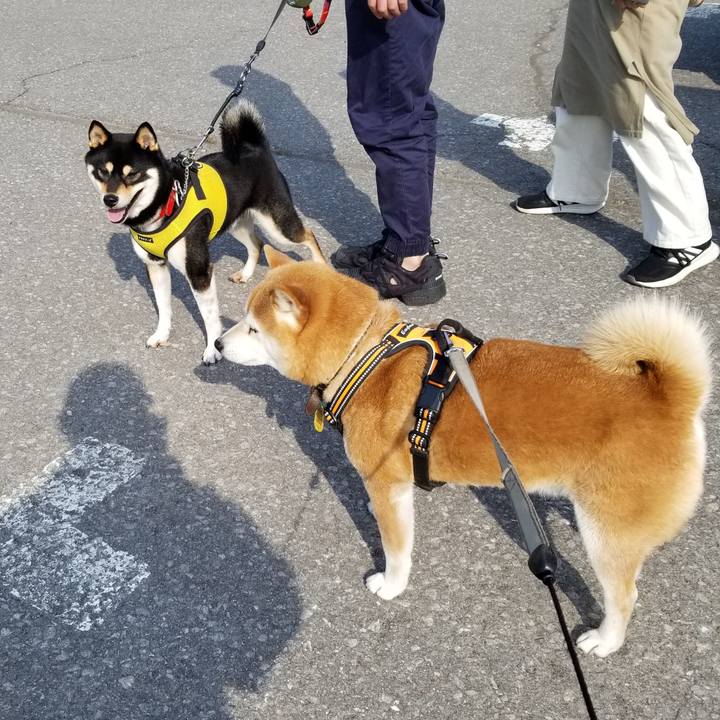 07c46dac 8e00 4aa3 a322 d7b093e7ea64 1617862515404