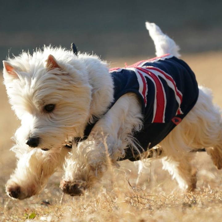 07c519cd cbf3 4b2d 85fb 241c6e12a81f 1513166969249